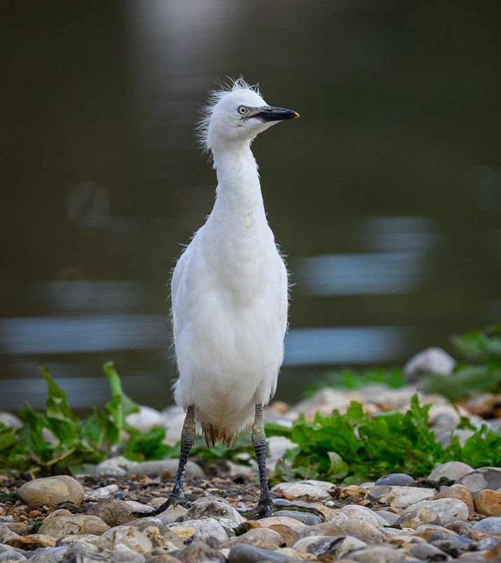 Juvenile cattle egret stood on the shoreline