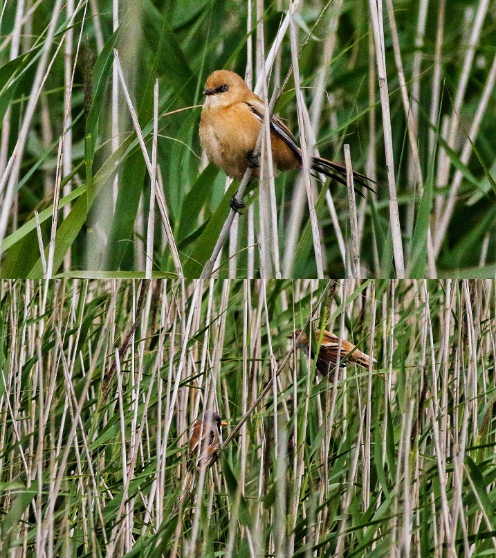 Bearded reedling and parent amongst reeds