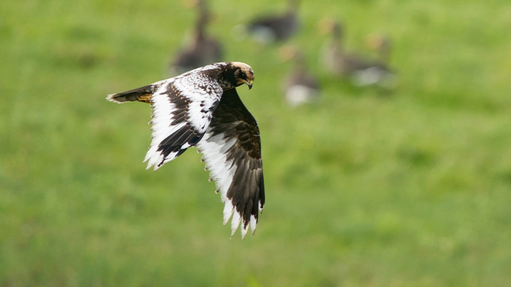 Marsh harrier flying