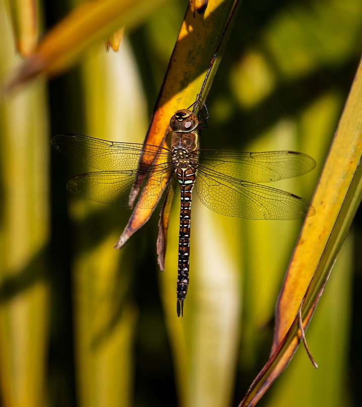 A dragonfly perches on the edge of a leaf