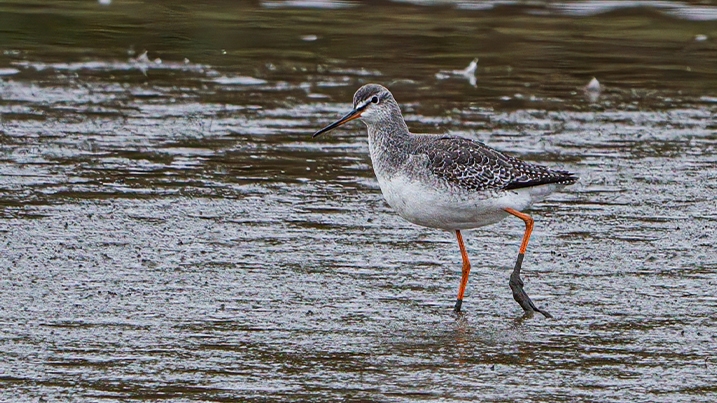 Spotted redshank in shallow water