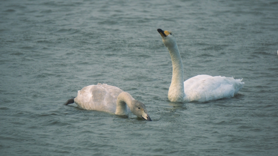 Caerlaverock swan update