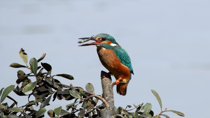 Kingfisher credit Axel Hellwig 1 (2).jpg