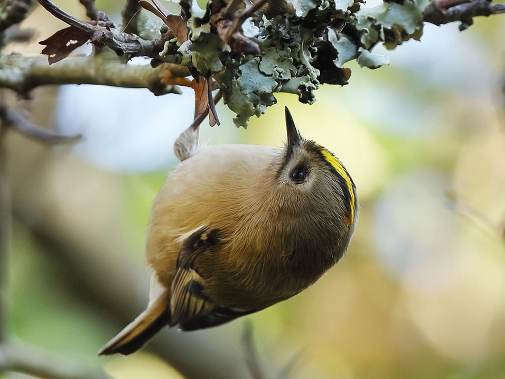 Kingfishers and Goldcrests