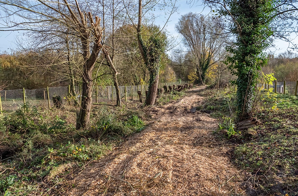 Find out how we're managing tree diversity on site