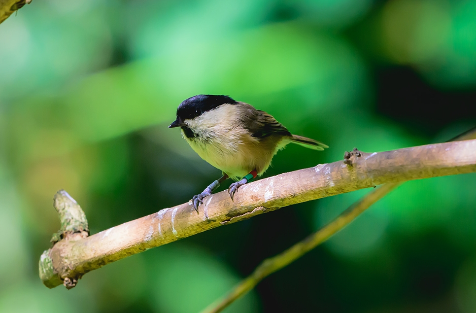 Willow tit with rings - Mark Whitelock - Aug 24 (1) 966x635.jpg