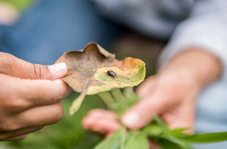 Generation Wild - meet a minibeast at WWT Slimbridge. ©Nigel Wilson WWT 966x635.jpg