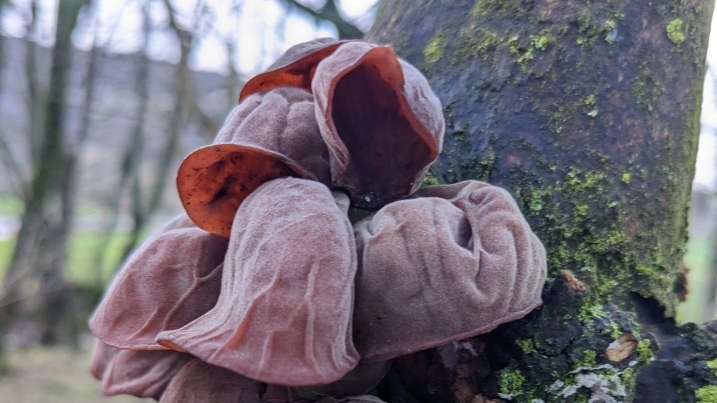 jelly ear by annabelle gurney.jpg