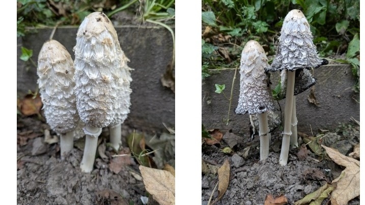 shaggy inkcap for web.jpg