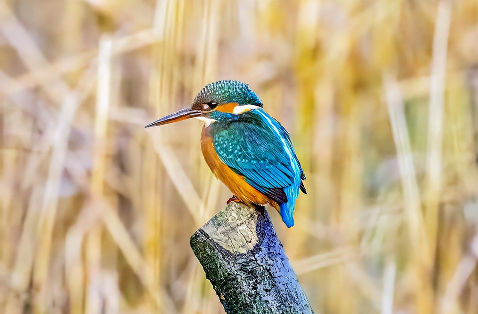 King fisher on site at WWT Washington captured by Steven Sproul