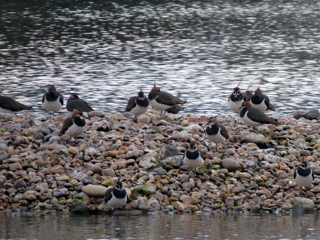 Lapwing flocks