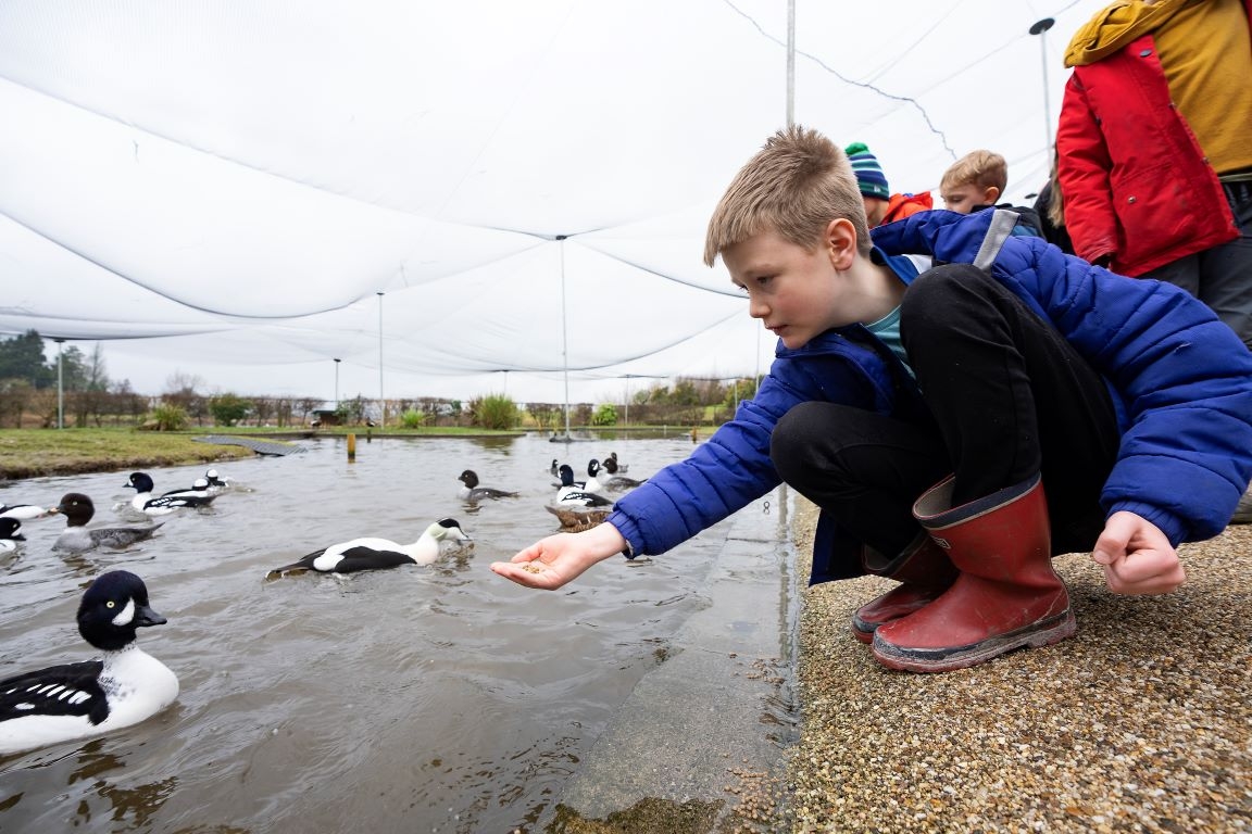 A boy holding out a handful of feed to a Barrow's goldeneye duck.