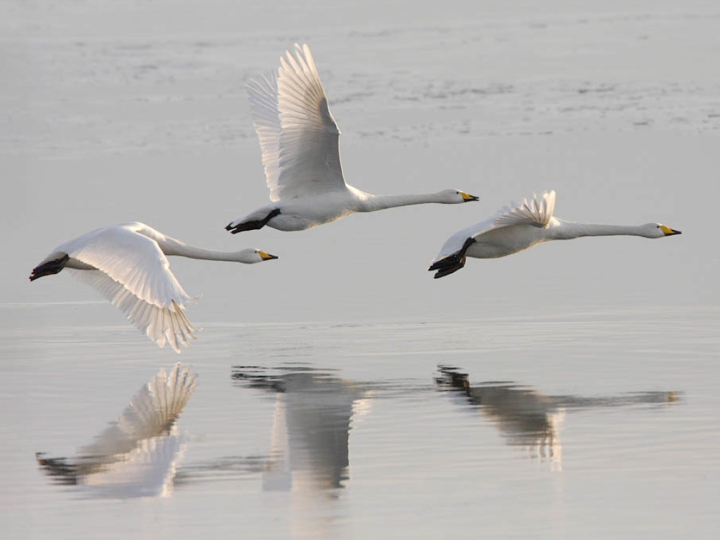 Three whooper swans flying low over the water.