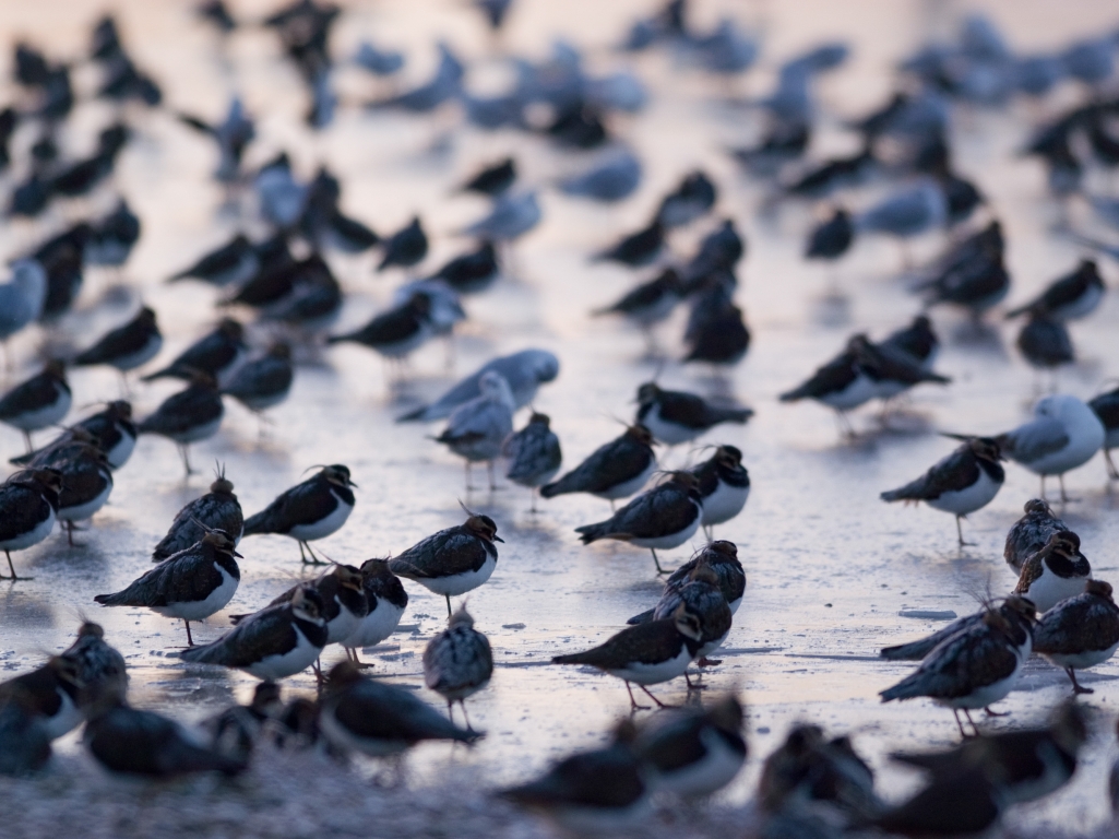 Lapwing, Wigeon, Spoonbill, and roosting Cormorants