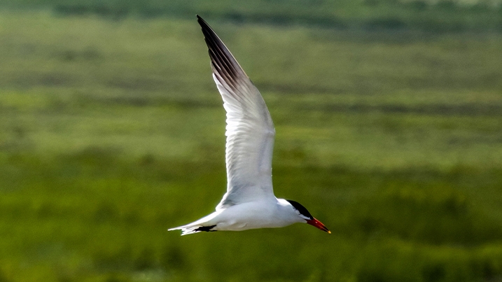 A Caspian tern in flight