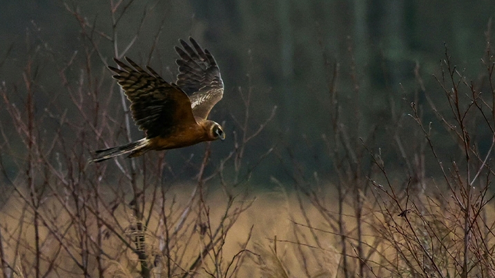 A juvenile pallid harrier flies against a backdrop of trees