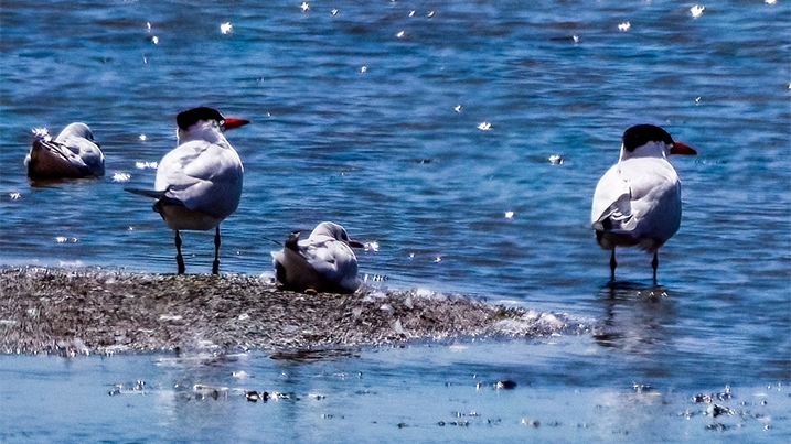 Two Caspian terns and a black-headed gull in the shallows and on an island