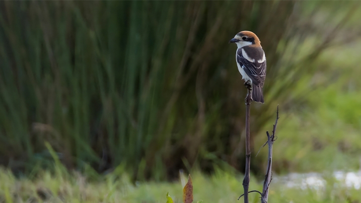 A female woodchat shrike perched on the top of a stick