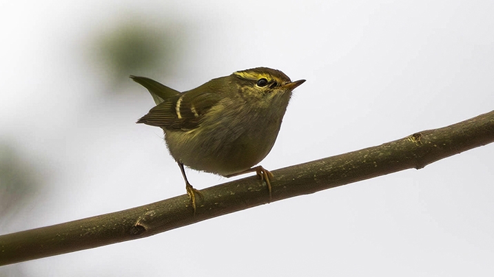 A yellow browed warbler perched on a branch