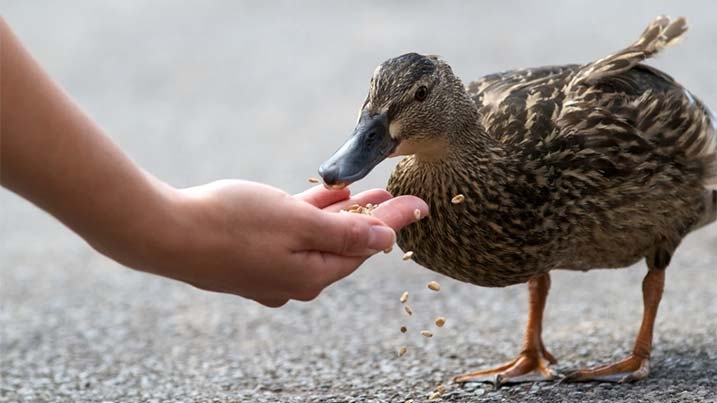 Wild bird feeding