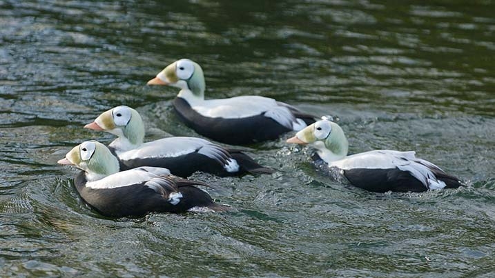 Coastal Creek & Diving Duck Talk