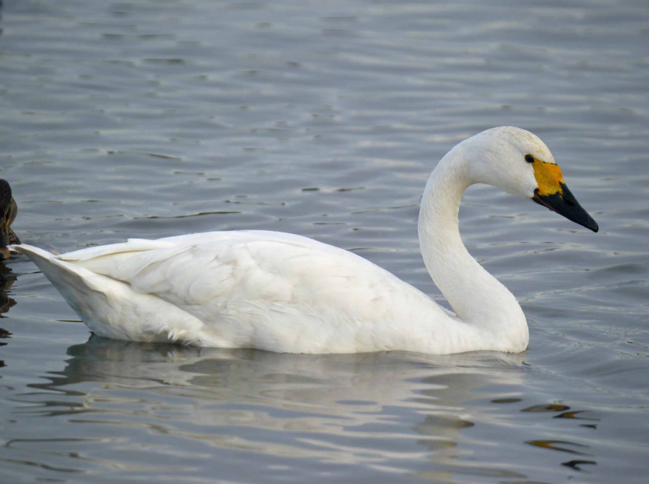 Bewick's Swan, MJMcGill.jpg