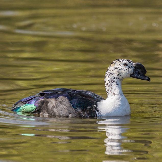 Dan Scott - Comb Duck 7.jpg