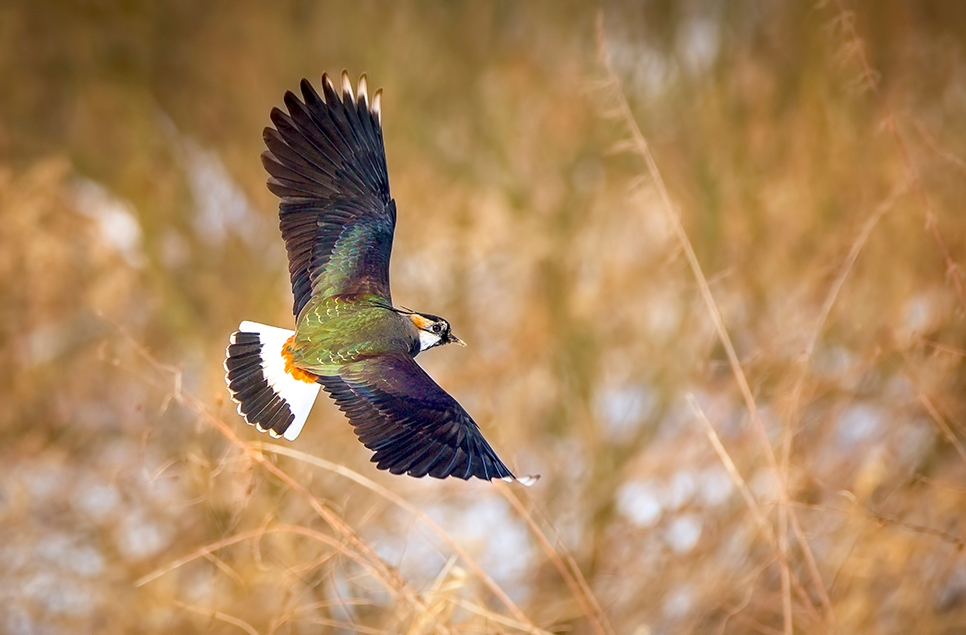 966x635 Lapwing © Shutterstock.jpg