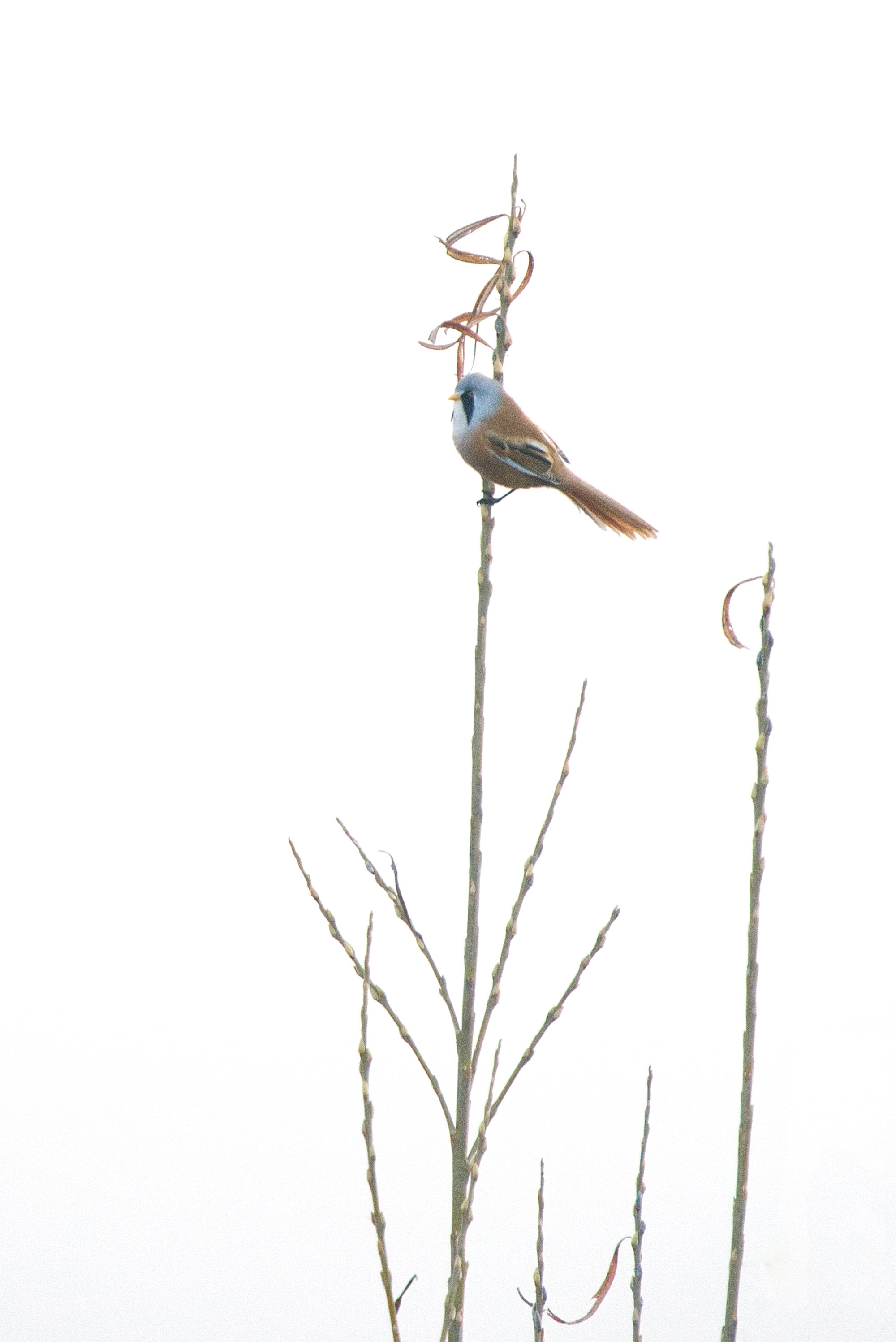 Bearded Reedling.jpg