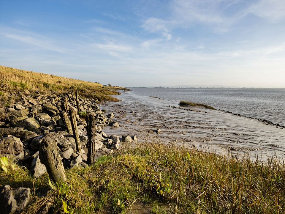 Answering your saltmarsh questions 