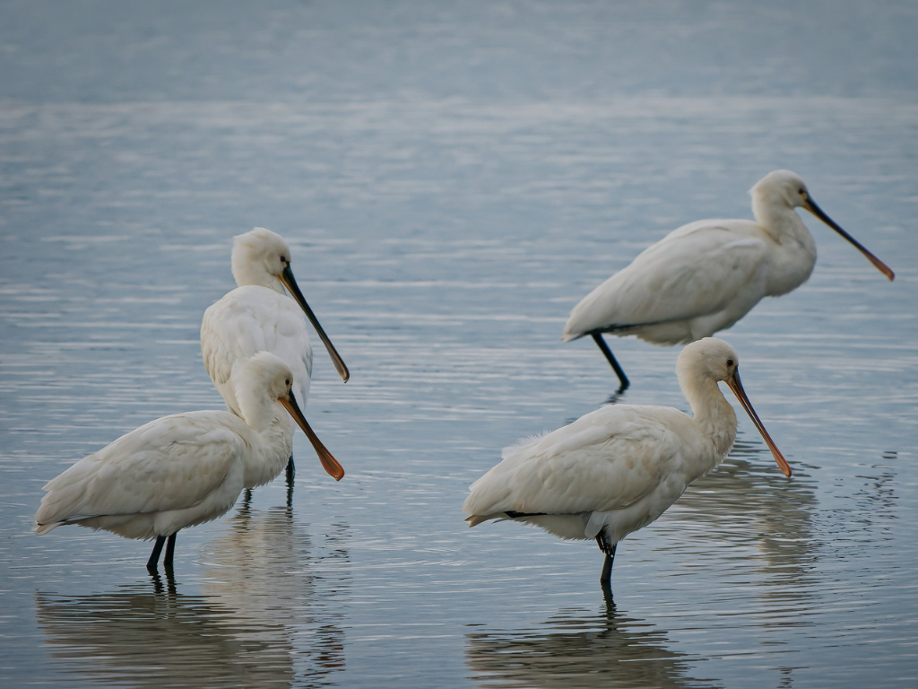 Spoonbill, Water Pipit, Spotted Redshank, and a swooping Sparrowhawk