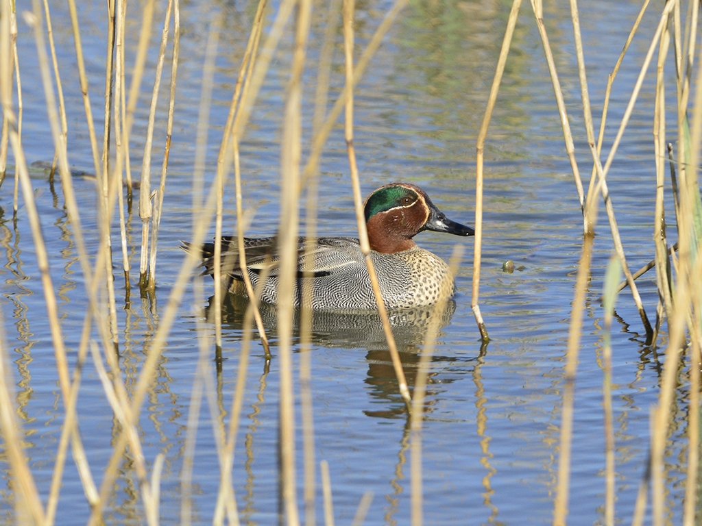 Barn owl, teal & lapwing flocks