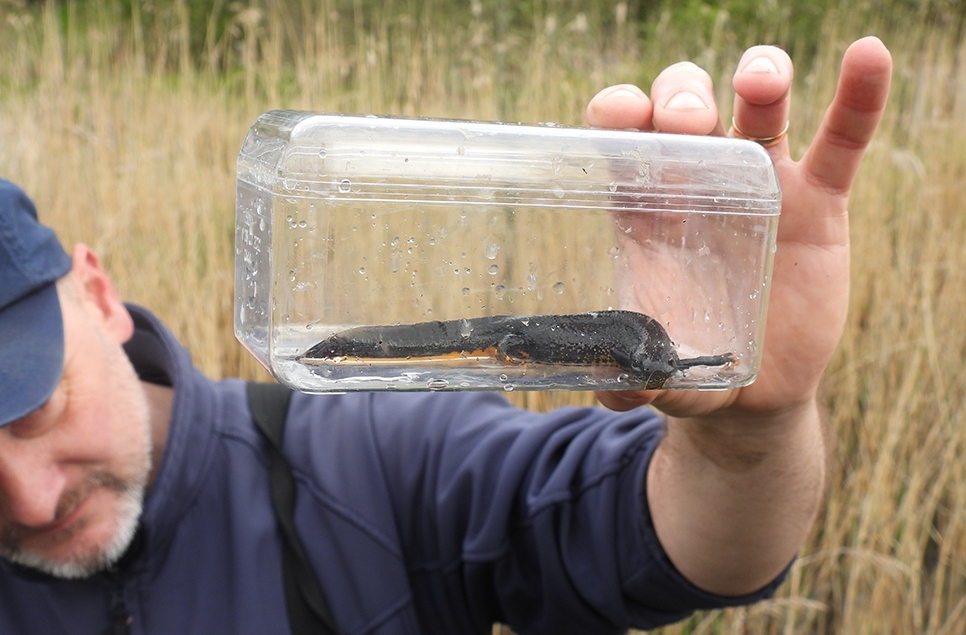 John Gowland with a Great Crested Newt