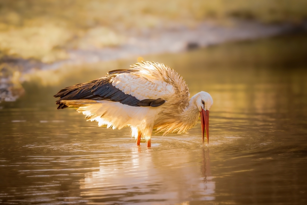 Wildlife Photography Workshops Led by Paul Way 