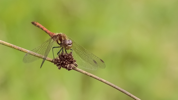 Common Darter credit Alex Hillier (26).jpg