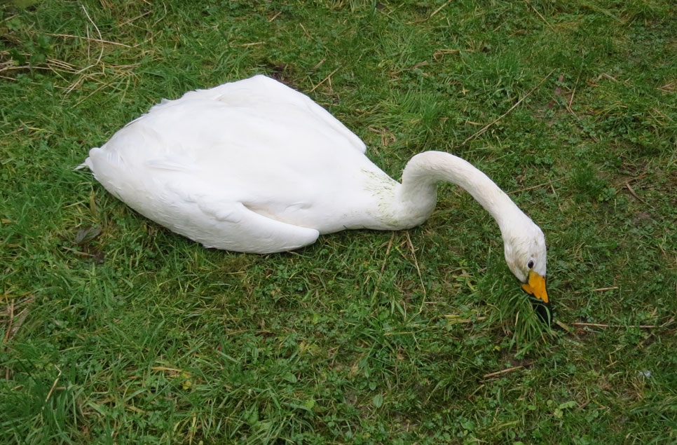 “Throw birds a lifeline and ban toxic lead ammunition”, wildlife experts urge government 