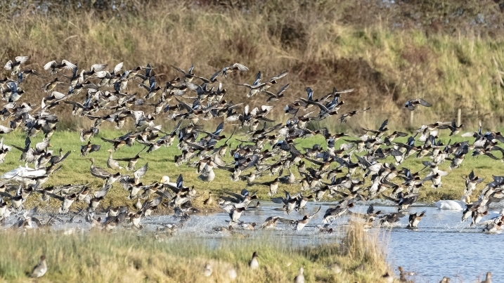 wigeon credit Alex Hillier (34).jpg