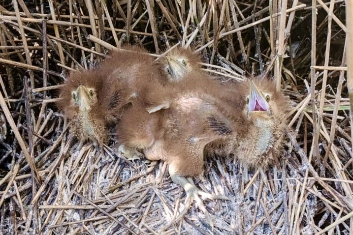 Three bittern chicks on a nest at WWT Martin Mere, Lancashire