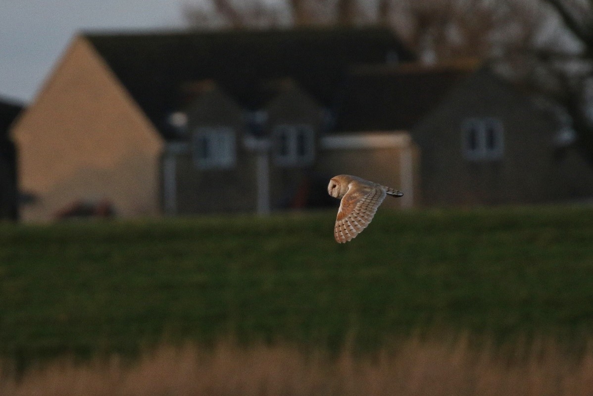 Barn owl.jpg