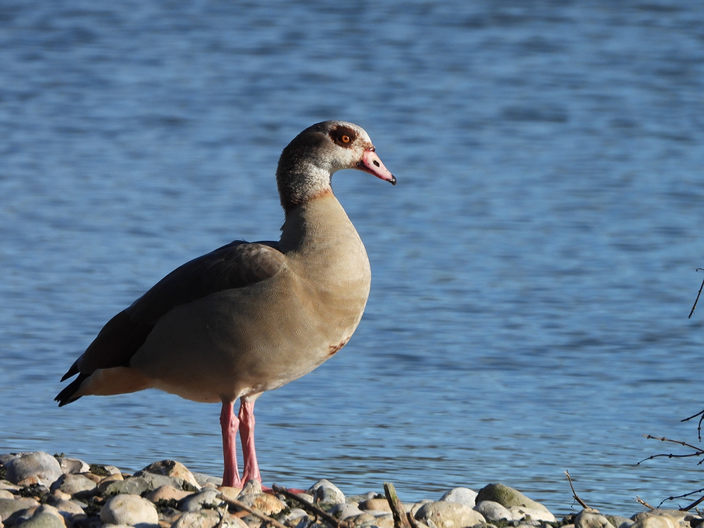 Kingfishers, Egyptian geese & Cold Weather