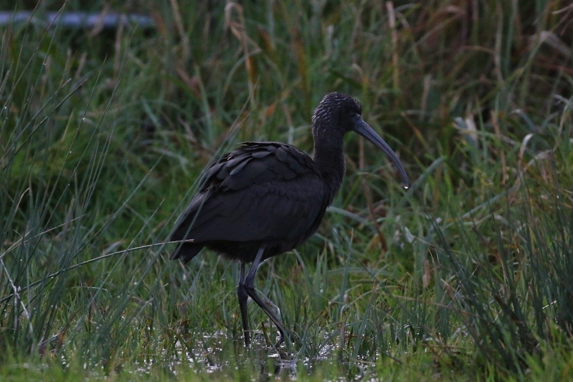 Glossy ibis.jpg