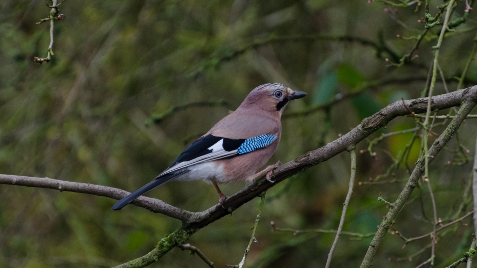 A jay: Team Office sneak into the lead