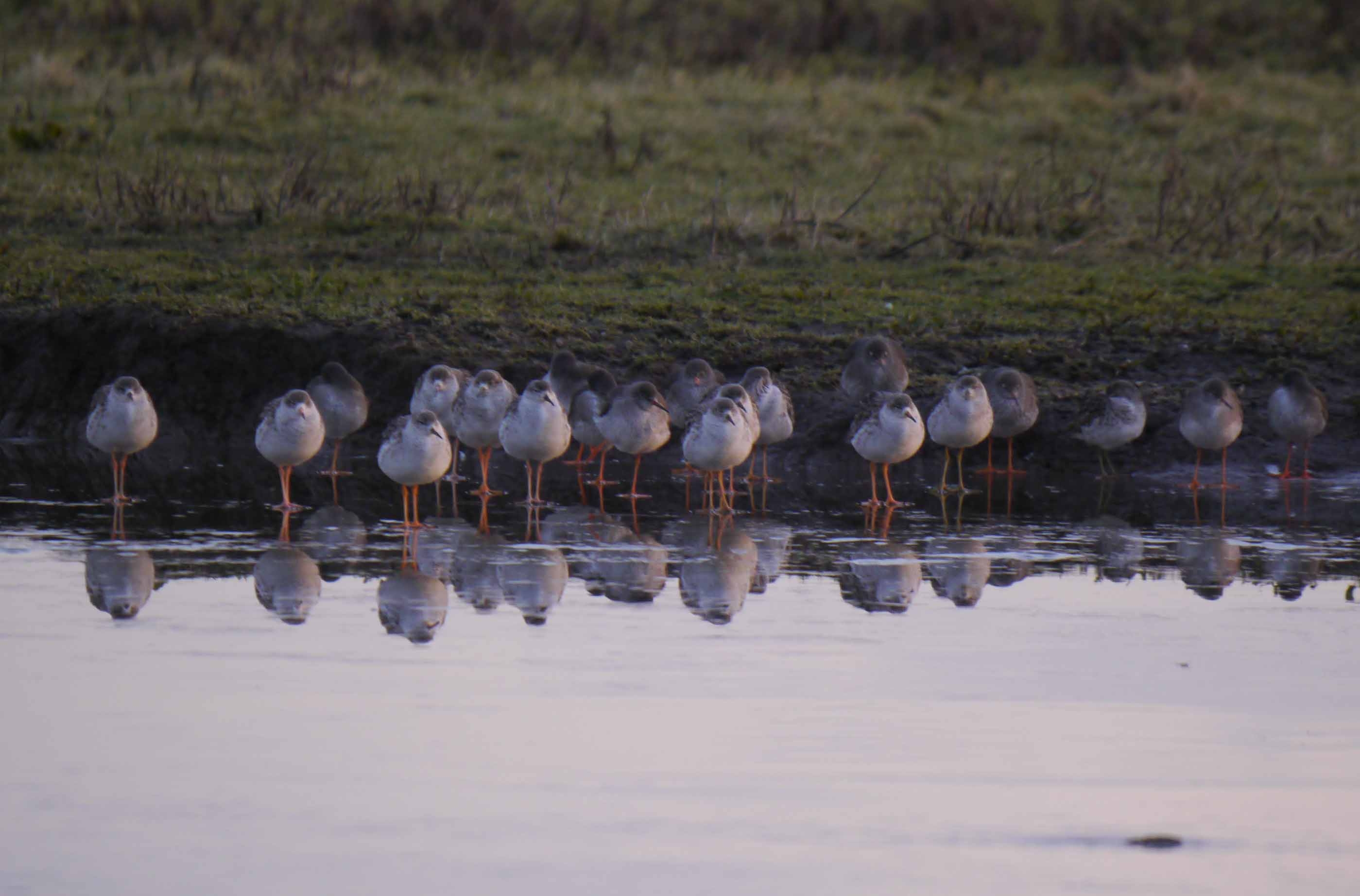 Ruff and Redshank, MJM.jpg