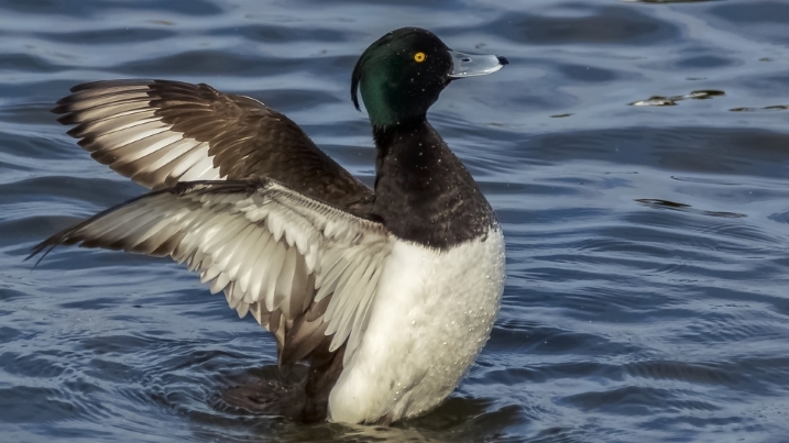 tufted duck credit Alex Hillier (11).jpg