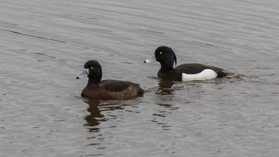 Species spotlight: tufted duck