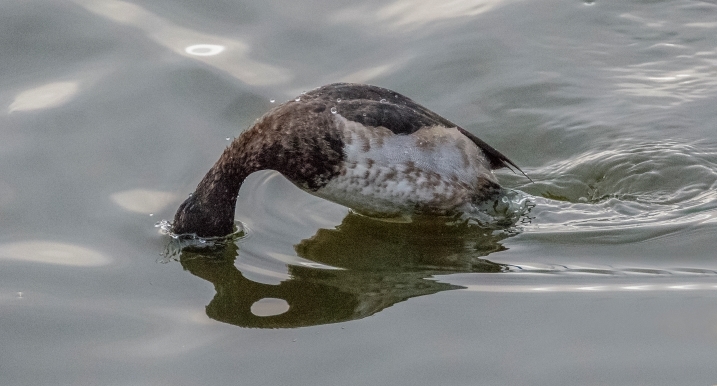 tufted duck credit Alex Hillier (92).jpg