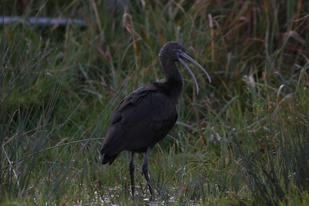 Winter Sightings at Steart Marshes