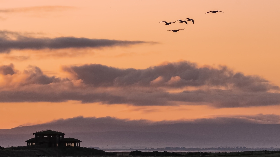 View: Dusk Flight