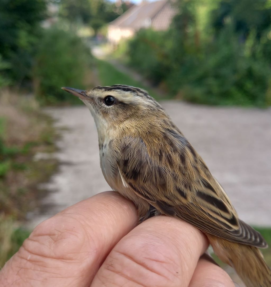 Sedge Warbler_i.jpg