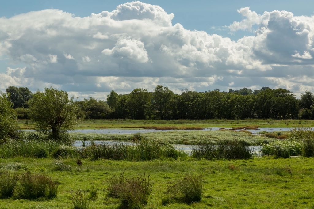 Wetter for Waders Recruitment at Steart Marshes